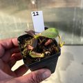 Nepenthes (platy x Bosch) x veitchii (murud striped x candy) PDF_C-0005 #12