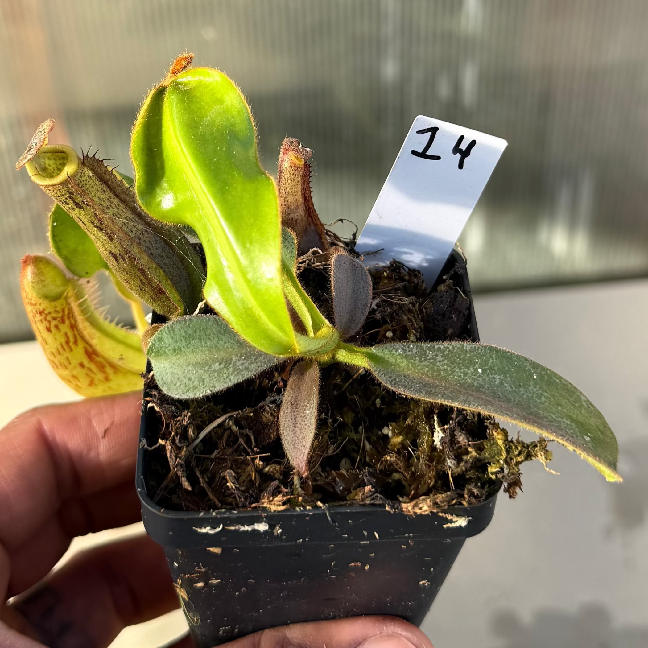 Nepenthes (platy x Bosch) x veitchii (murud striped x candy) PDF_C-0005 #14