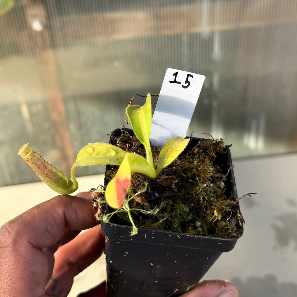 Nepenthes (platy x Bosch) x veitchii (murud striped x candy) PDF_C-0005 #15