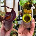 Nepenthes (spath x jacq) x undulatifolia *Pack Of 30 Seeds*