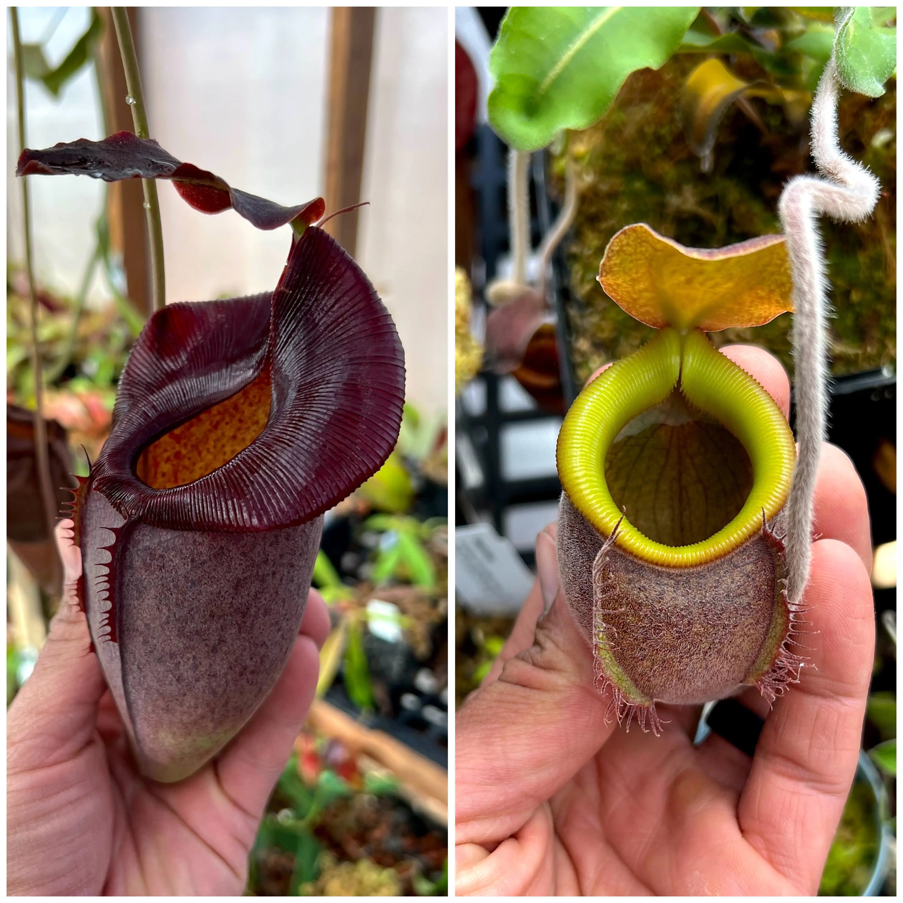 Nepenthes (spath x jacq) x undulatifolia *Pack Of 30 Seeds*
