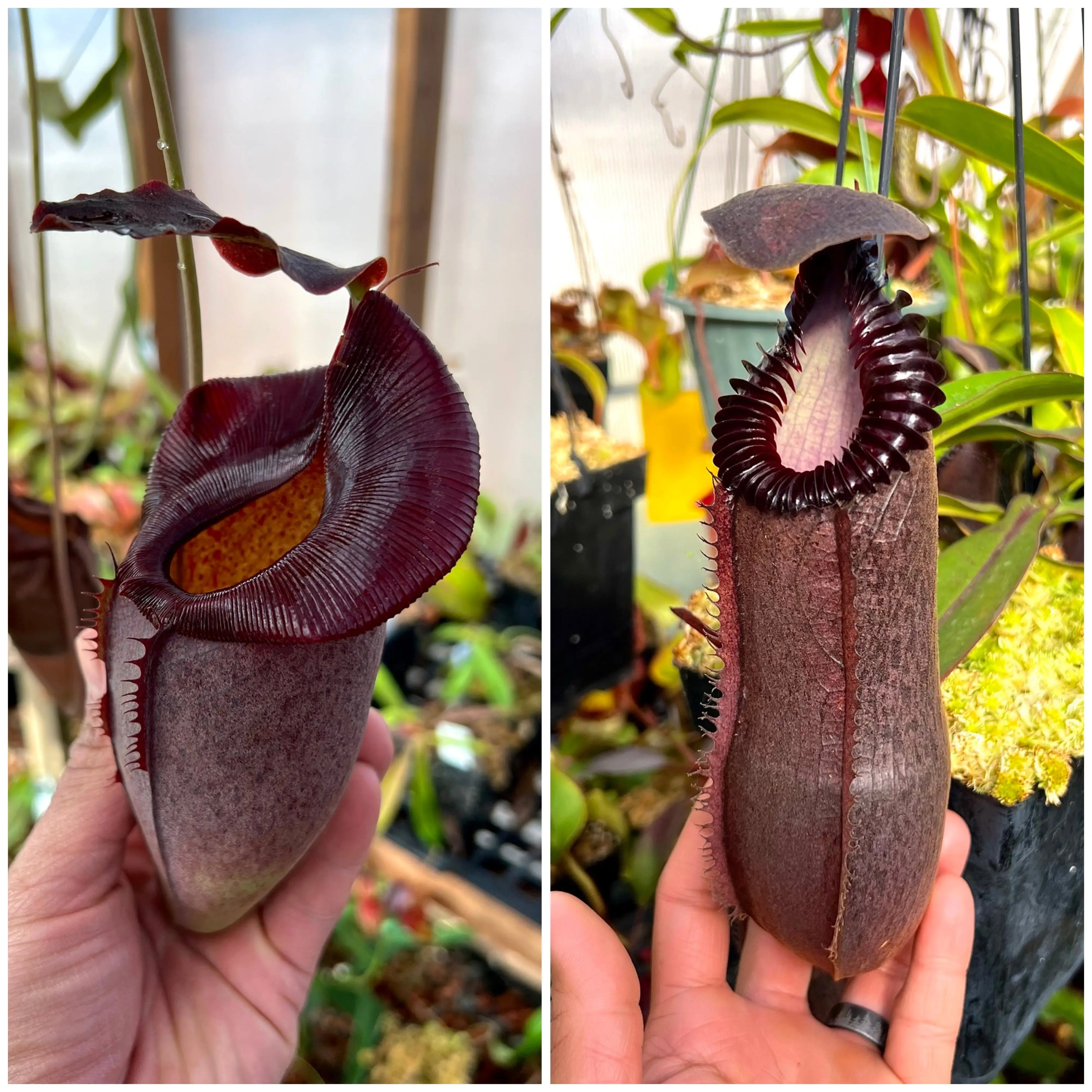 Nepenthes (spath x jacq) x (ham x ed) *Pack Of 30 Seeds*