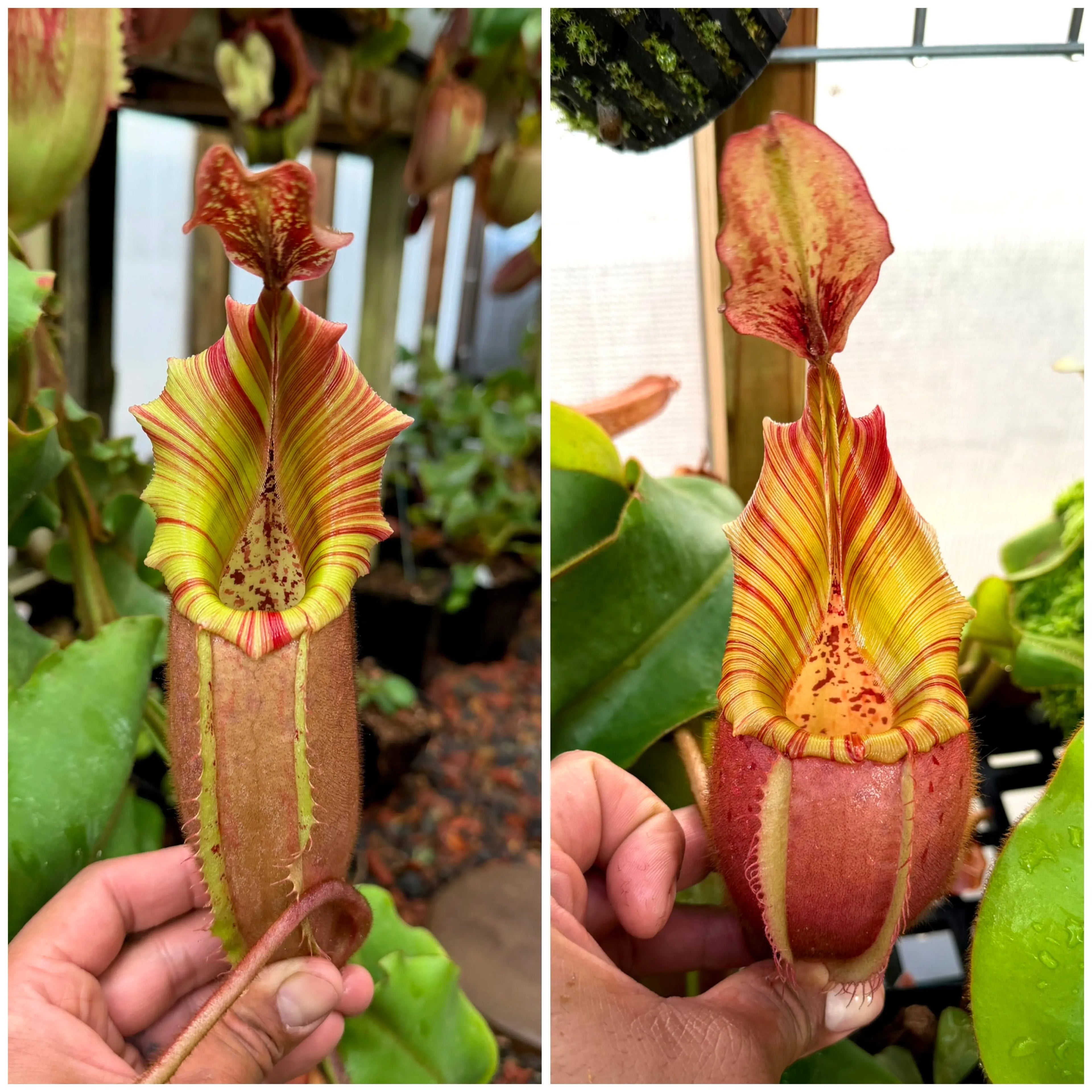 Nepenthes veitchii k ep x veitchii m ep *Pack Of 30 Seeds*
