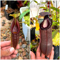 N.(sing x ovata) x (ham x ed) *Pack Of 15 Seeds*