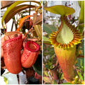 N.(ventricosa x sibuyanensis) x Edwardsiana wide peristome *Pack Of 30 Seeds*