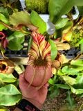 Nepenthes veitchii (a) #3 (rooted basal) PDF Carnivores