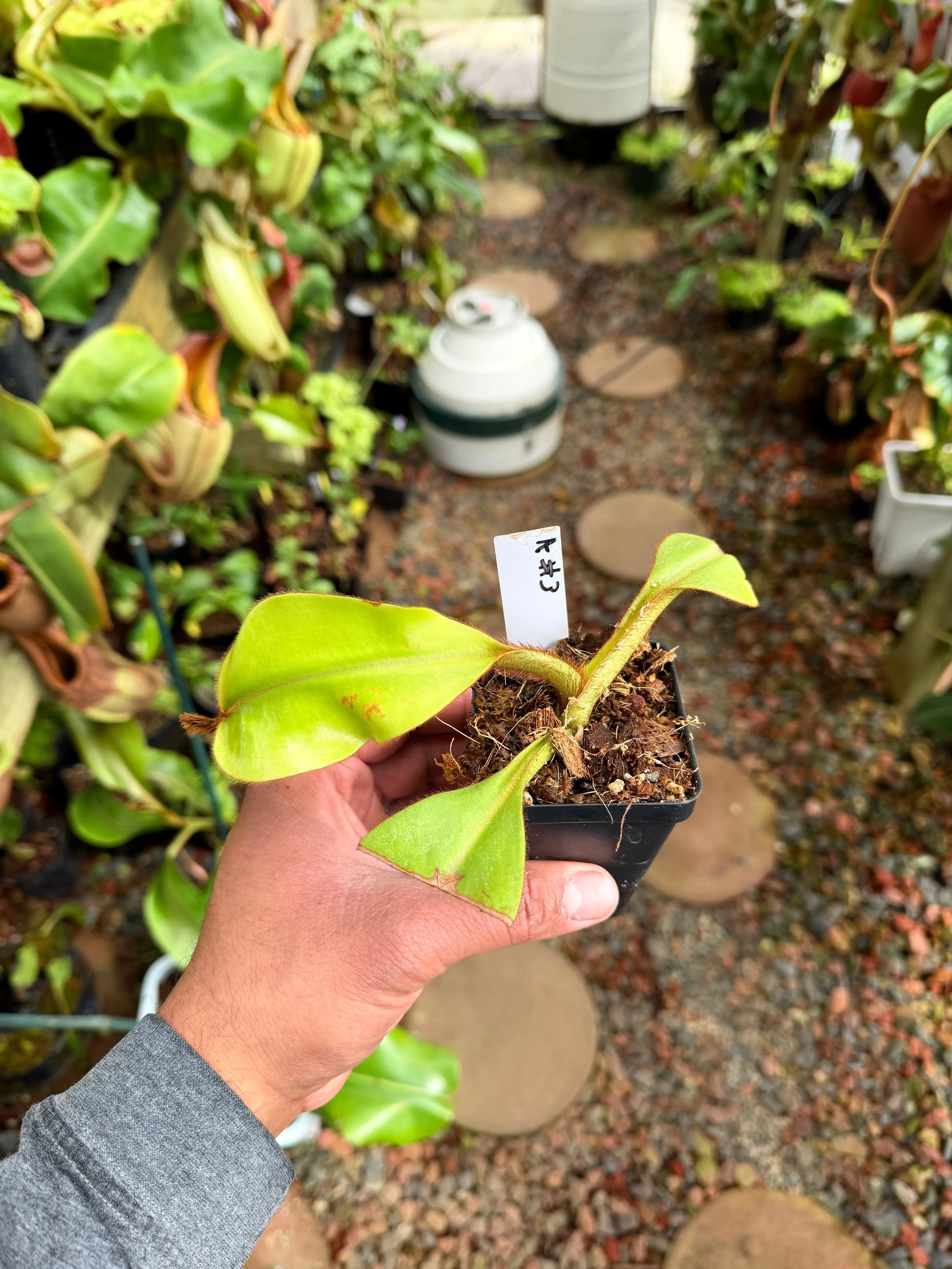 Nepenthes veitchii (a) #3 (rooted basal) PDF Carnivores