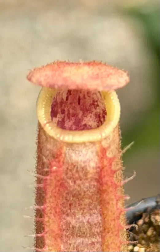 (XS) N. veitchii bareo x veitchii candy dreams PDF_C-0008 PDF Carnivores